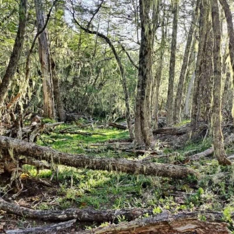 Terreno en Venta en Cochrane